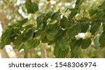 Small photo of worm-eaten mulberry tree leaves. tree leaves.