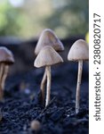 Small photo of Haymaker's Mushroom (Panaeolus foenisecii) growing in garden bed