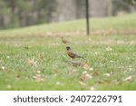 Small photo of America robin in grass at a public park in winter with light falling of sleet