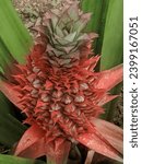 Small photo of This is picture of vagrant red baby pineapple