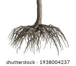 Tree Roots On White Background...