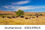 Bison on grasslands, Custer State Park, South Dakota, USA