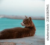 Small photo of A nonchalant brown cat, with piercing yellow eyes, reclining languidly against the backdrop of a serene blue ocean.
