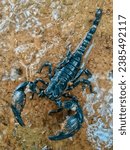 Small photo of The Scorpion in the wet ground. Scorpions are predatory arachnids of the order Scorpiones.