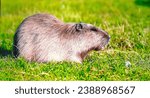 Small photo of The Nutria ( Myocastor Coypus) also known as the coypu,it a large herbivores semi-aquatic rodent.