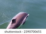 Small photo of porpoise swimming with wake splash