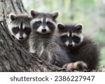 Three super cute young racoons  ...