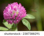 Small photo of Macro shot of a pretty Red Clover (Trifolium pretense) blossom attracting a bee in the Chippewa National Forest, northern Minnesota USA