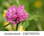 Small photo of Close up macro shot of a pretty Red Clover (Trifolium pretense) wildflower blossom growing in the Chippewa National Forest, northern Minnesota USA