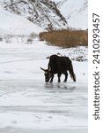 Small photo of yack on a frozen river in ladakh mountain
