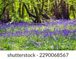 Springtime, bluebells carpeting the woodland floor of Ayot Greenway in Hertfordshire, England