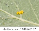 Ladybug Eggs On A Leaf With...