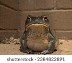 Small photo of A Sonoran Desert Toad sets his long gaze upon the camera, hoping there might be food behind it!
