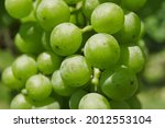 Closeup Of Chardonnay Grapes In ...
