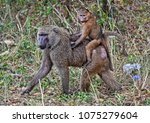 Monkeys In A Bush. Baboon Walks ...