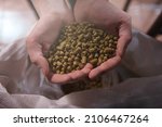 Small photo of Top view close up of beer hop pellet granules in the hands of a professional brewer
