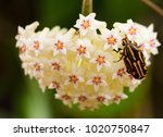 Insect On Hoya Flower. 