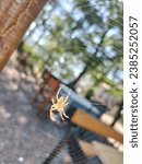 Small photo of monotony of a hanging spider