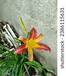 Small photo of Hemerocallis fulva. Lilies of the day. Antedated lily. Tobacco lily. Lily flowers. Flowers for the terrace. Flowers for the home or office.