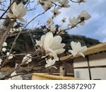 Small photo of A magnolia tree in front of the birth house of the former president of Lee Myung Bak, so quiet and quiet