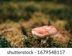 Small photo of Focused picture of a big orange gustable mushroom in the forest