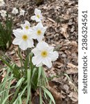 Small photo of Beautiful Poet’s Narcissus Poet’s Daffodil