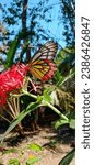 Small photo of Jezebel butterfly visiting a colorful flower