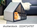 Small photo of A spitz dog lies in a cute house in an apartment. Glamorous fashionable and modern Dog House