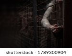 White Haired Monkey In Locked...