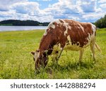 Cow hearding peacefully with a lake in the background, shot in Ikaalinen, Finland