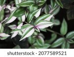 Variegated Inch Plant Or...