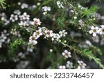 Small photo of Manuka Tree flower in bloom (Leptospermum scoparium)