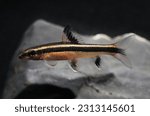 Small photo of Siamese Flying Fox (Epalzeorhynchos kalopterus) fish in tropical aquarium
