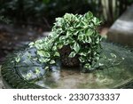 Variegated foliage plant of N'joy pothos (Epipremnum aureum)