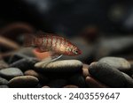 Small photo of The scarlet badis (Dario) from Northern india
