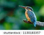 The common kingfisher  alcedo...
