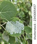 Small photo of Close up nature photo of a green Aspen leaf that has been infested with the Aspen Serpentine Leafminer Moth.