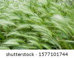 Small photo of Hordeum murinum Green mouse barley under the gust of wind, forming pattern background