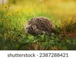 Hedgehog, (Scientific name: Erinaceus europaeus) Wild, native, European hedgehog in natural garden habitat with green grass and yellow buttercup. Space for copy. Horizontal.