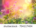 Wild Flowers Of Clover In A...