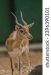 Small photo of Gazelles are known as swift animals. Some can run at bursts as high as 100 kmh (60 mph) or run at a sustained speed of 50 kmh (30 mph).[3] Gazelles are found mostly in the deserts, grasslands, and s