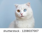White Cat With Colorful Eyes