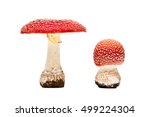 Poisonous Mushrooms Toadstools...