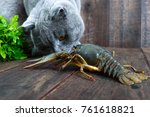 The Large Crayfish Retreats On...