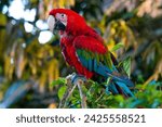 Small photo of A colorful, intelligent bird with a knack for mimicry, the parrot captivates with its vibrant plumage and ability to communicate through a range of vocalizations.