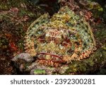 Small photo of Eye level with Scorpionfish (Scorpaenidae) resting on the coral ree