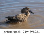 Small photo of Hammerkop swimming in a river Kruger Park