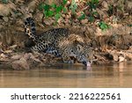 Jaguar Drinking From A River  ...