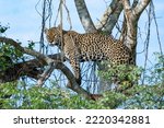 Jaguar High Up In A Tree Poised ...