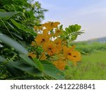 Small photo of yellow flower Cassia fistula, commonly known as golden shower, purging cassia, Indian laburnum, or pudding pipe tree
